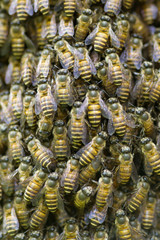 close-up image of swarm of bees
