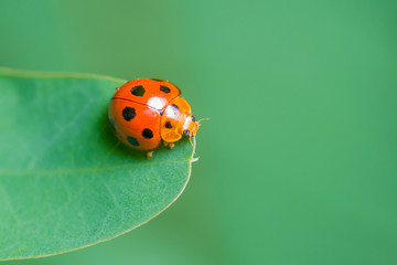 close-up image of ladybug on a green leaf