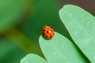 Ladybug on a green leaf
