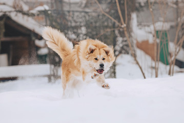 happy mixed breed dog running outdoors in the snow