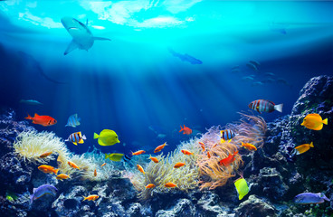Life in a coral reef. Underwater sea world. Colorful tropical fish. Ecosystem. 