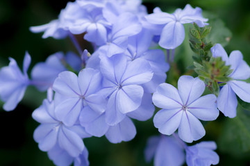 close-up of blue plumbago flower in graden,blue flowering plant