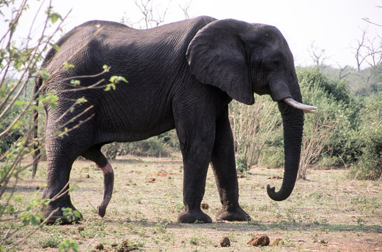 Großer afrikanischer Elefantenbulle mit ausgefahrenen Penis in Botswana, wo es die größte Population an Elefanten gibt