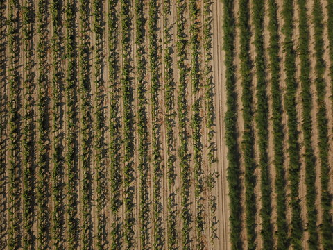 vue a&eacute;rienne de champ de vigne dans le sable rang&eacute;es graphiques de culture agricole