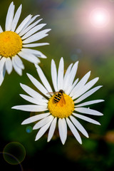 Obraz premium bee on a daisy flower a bright sunny day