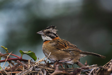 robin on a branch