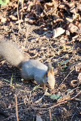 Squirrel looking for nuts in fallen leaves in the evening sunlight