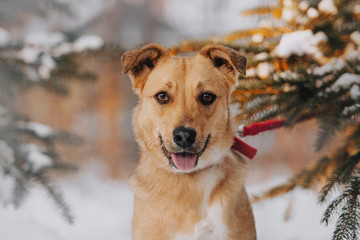 happy mixed breed dog portrait outdoors in winter
