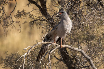 Autour chanteur,.Melierax canorus, Pale Chanting Goshawk