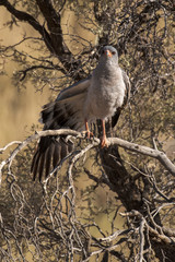 Autour chanteur,.Melierax canorus, Pale Chanting Goshawk