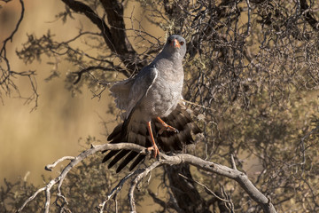 Autour chanteur,.Melierax canorus, Pale Chanting Goshawk