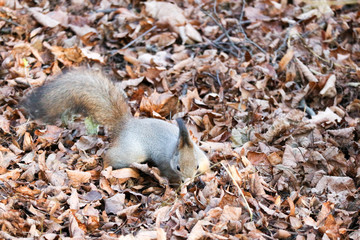 grey winter squirrel jumping in a brown fallen leaves