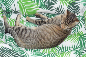 Ex gato salvaje.