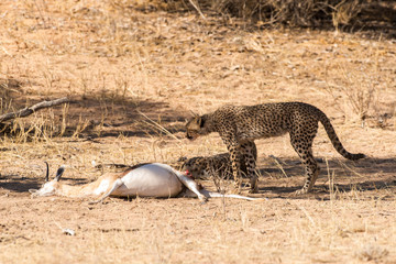 Fototapeta premium Guépard, cheetah, Acinonyx jubatus, Parc national du Kalahari, Afrique du Sud