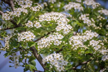 white flowers of a tree in spring