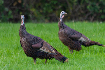a couple of turkeys stand in a field of green grass surveying the scene one fall afternoon