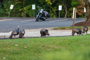 a flock of turkeys walk and graze next to a parking lot with an isolated motorcycle in the background 