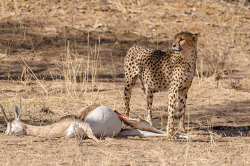Obraz na płótnie Canvas Guépard, cheetah, Acinonyx jubatus, Parc national du Kalahari, Afrique du Sud