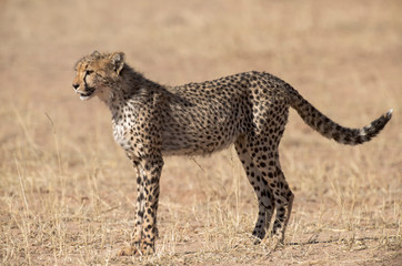 Guépard, cheetah, Acinonyx jubatus, Parc national du Kalahari, Afrique du Sud