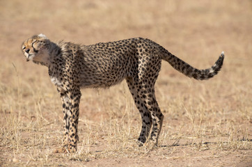 Guépard, cheetah, Acinonyx jubatus, Parc national du Kalahari, Afrique du Sud