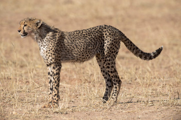 Fototapeta na wymiar Guépard, cheetah, Acinonyx jubatus, Parc national du Kalahari, Afrique du Sud