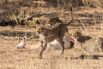 Guépard, cheetah, Acinonyx jubatus, Parc national du Kalahari, Afrique du Sud
