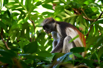 Zanzibar red colobus in Jozani forest. Tanzania, Africa