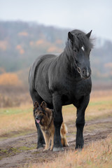 dog and horse in the park