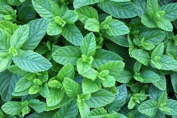 Minze (Mentha) © Benshot