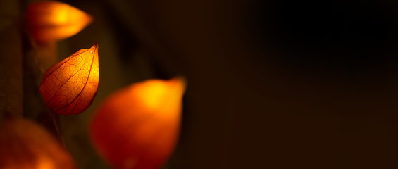 Orange chinese lantern made of dried fruit of Physalis alkekengi called bladder cherry.