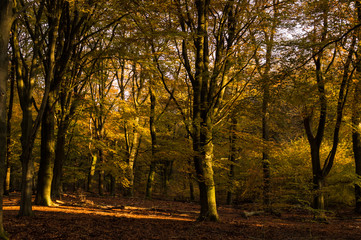 Forest in fall colors at the Hoge Veluwe National Park, The Netherlands near Arhnem