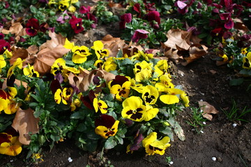 flowers in the garden