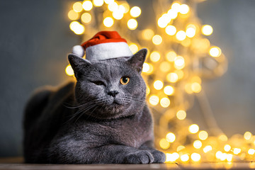 cat in a santa hat on a background of glare regland