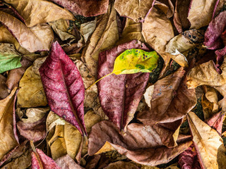 Texture of dry tropical yellow, brown, red, green leaves lying on the ground. Thailand.