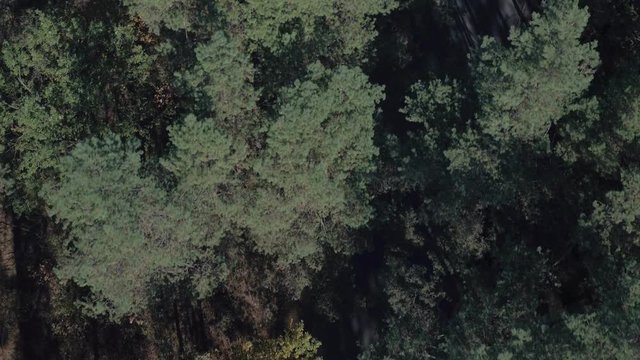 Aerial top view of forest road. Top view of pine trees at summer. Aerial shooting forest at the day