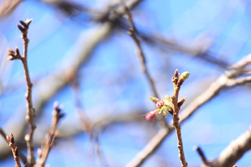 季節外れの桜