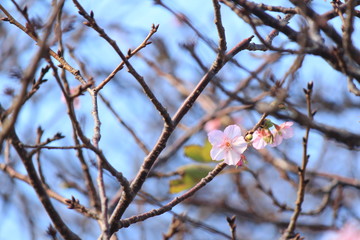 季節外れの桜