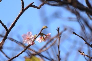 季節外れの桜