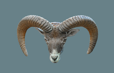 Head of a mountain goat.