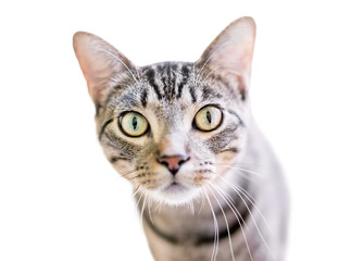 A wide eyed domestic shorthair tabby cat on a white background