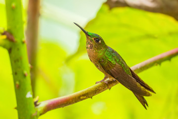 Fawn-breasted Brilliant - Heliodoxa rubinoides, beautiful green and brown hummingbird from Eastern Andean slopes of South America, Ecuador.