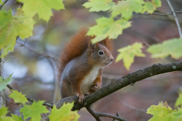 Obraz premium European brown squirrel in winter coat on a branch in the forest
