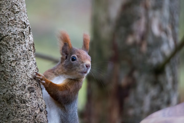 European brown squirrel in winter coat on a branch in the forest