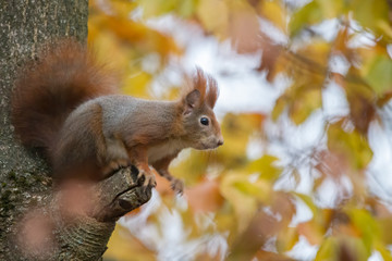 European brown squirrel in winter coat on a branch in the forest