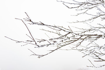 Branches saupoudrées de neige