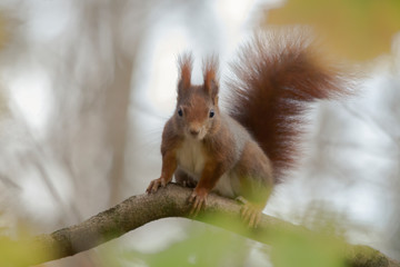 European brown squirrel in winter coat on a branch in the forest