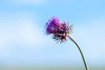 Thistle flower on a sunny summer day. Selective focus