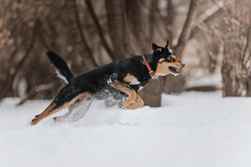 happy mixed breed dog running outdoors in the snow