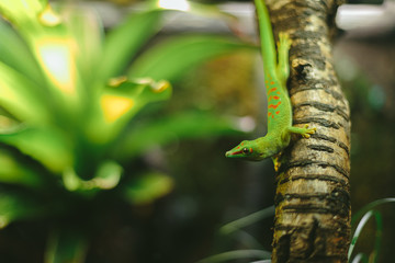 Green lizard in the terrarium