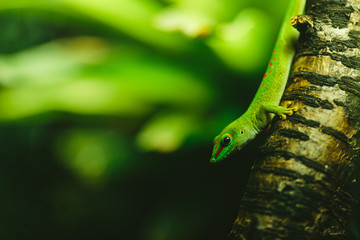 Green lizard in the terrarium